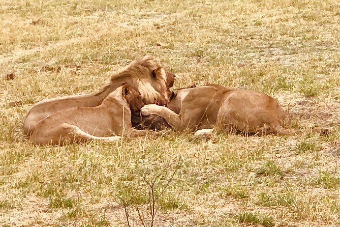 Full-Day Hwange National Park Tour from Victoria Falls - What the $275 price really covers