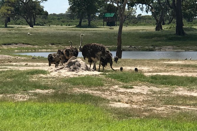 Full-Day Hwange National Park Tour from Victoria Falls - Who will get the most from this tour