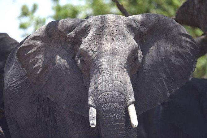 Full-Day Hwange National Park Tour from Victoria Falls - Practical details that shape your day