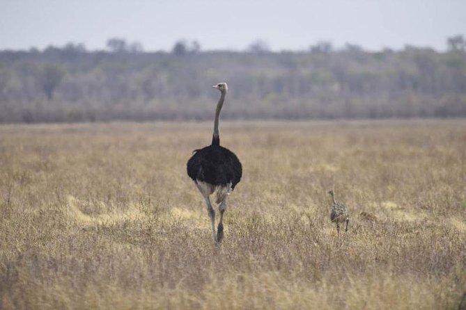 Full-Day Hwange National Park Tour from Victoria Falls - How to judge the wildlife experience