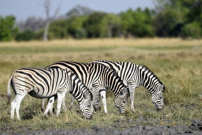 Full-Day Hwange National Park Tour from Victoria Falls - Main Camp and the start of the game drive