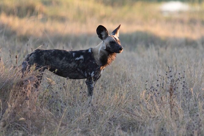Full-Day Safari Chobe National Park and boat safari - Lunch at Cresta Mowana Lodge