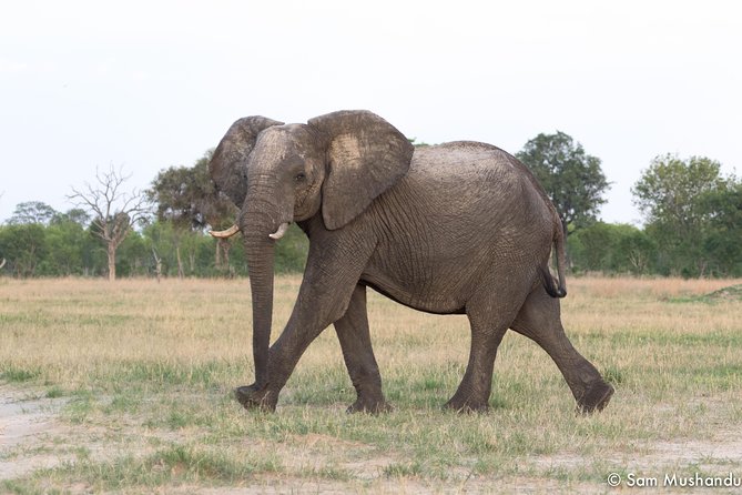 Full-Day Zimbabwe Zambezi National Park Safari & Lunch - Why this full-day safari makes sense in Victoria Falls