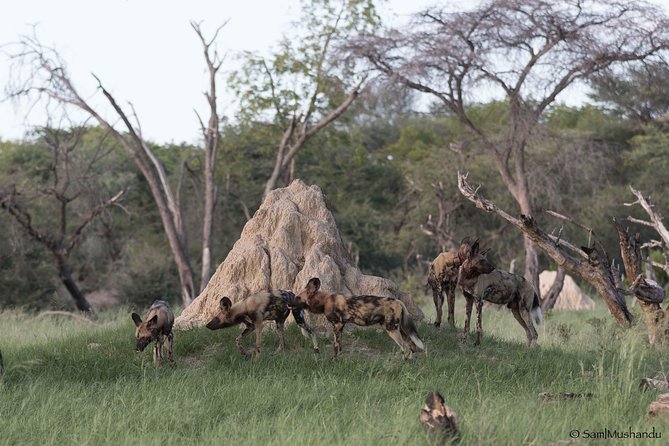 Full-Day Zimbabwe Zambezi National Park Safari & Lunch - What the private format changes