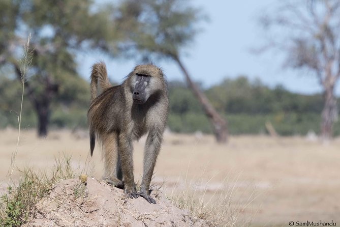 Full-Day Zimbabwe Zambezi National Park Safari & Lunch - Animals you might see, and how to set expectations