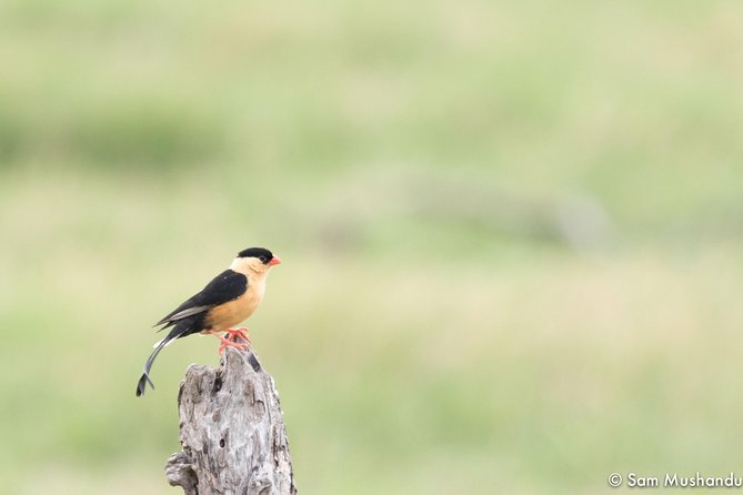 Full-Day Zimbabwe Zambezi National Park Safari & Lunch - River frontage: looking for wildlife near the Zambezi