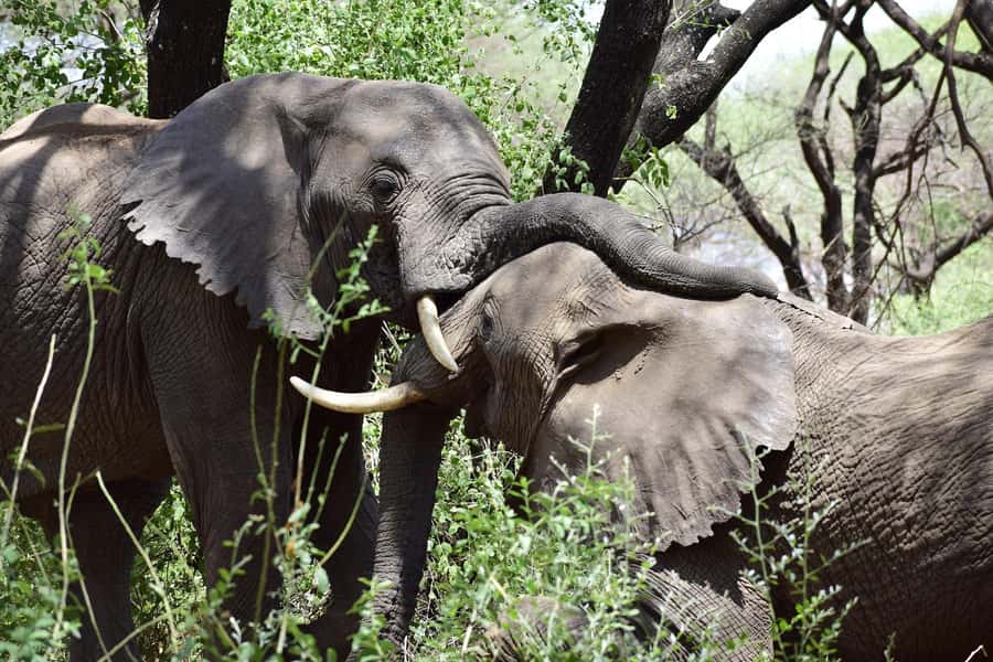 Game drive in Victoria Falls - Wildlife expectations, from elephants to painted dogs