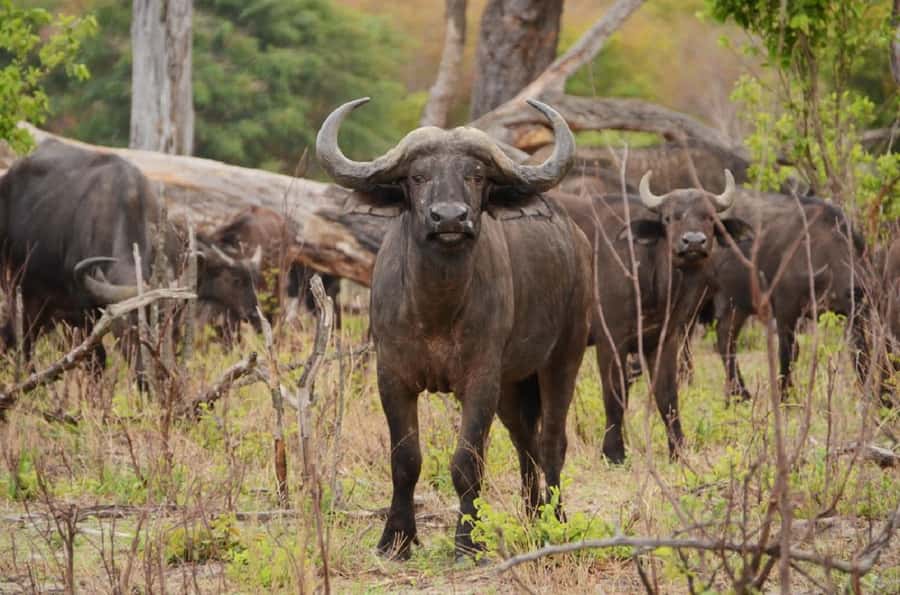 Game drive in Victoria Falls - The open vehicle tradeoff