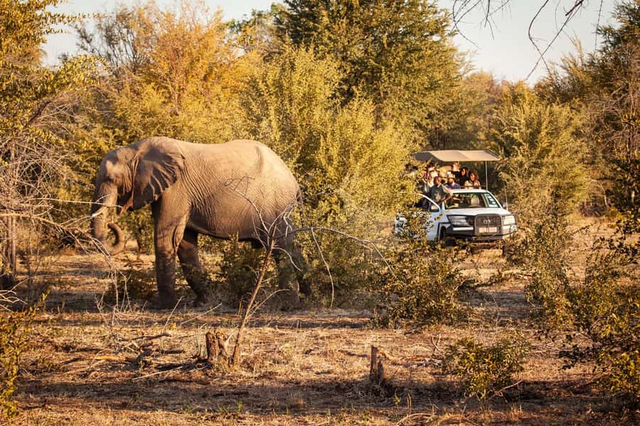 Game drive in Victoria Falls - Timing, weather, and what to pack