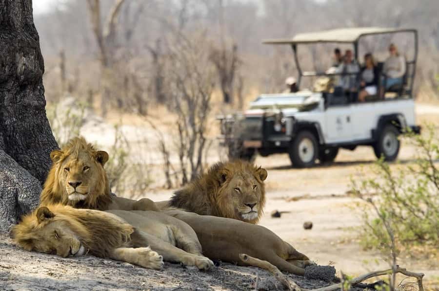 Game drive in Victoria Falls - Who should book this game drive?