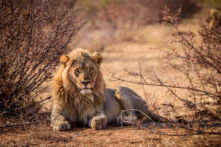Game drive in Victoria Falls - Booking and cancellation basics