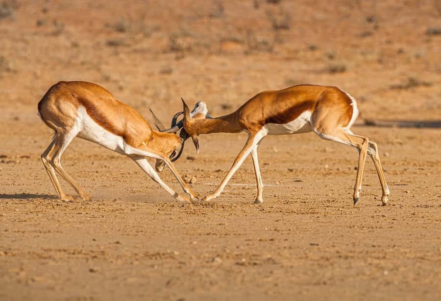 Game drive in Victoria Falls - What the drive is really like