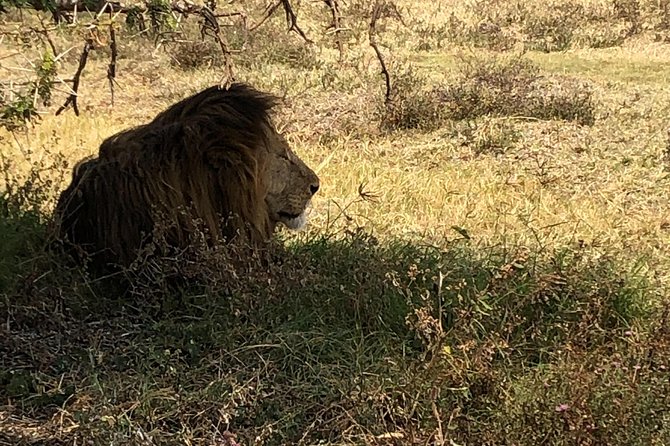 Game Drive in Zambezi National Park Morning or Afternoon - Afternoon drive: snacks and possible river views