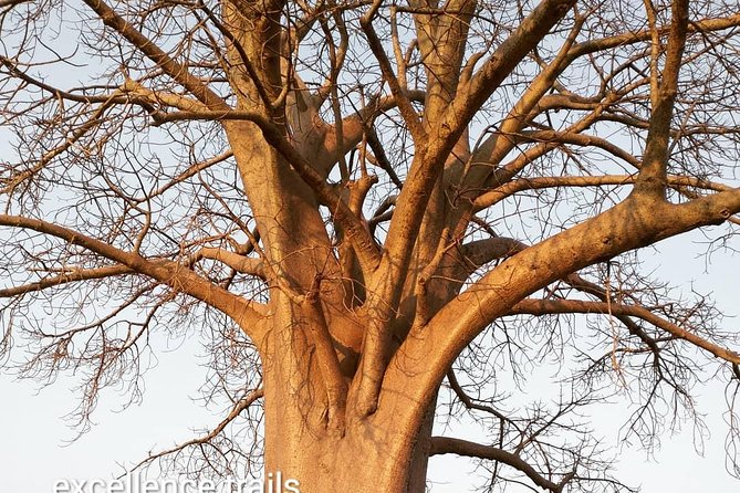 Game Drive in Zambezi National Park Morning or Afternoon - River scenery and photography stops