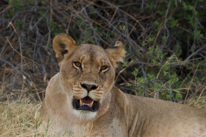 Game Drives - A short safari from Victoria Falls