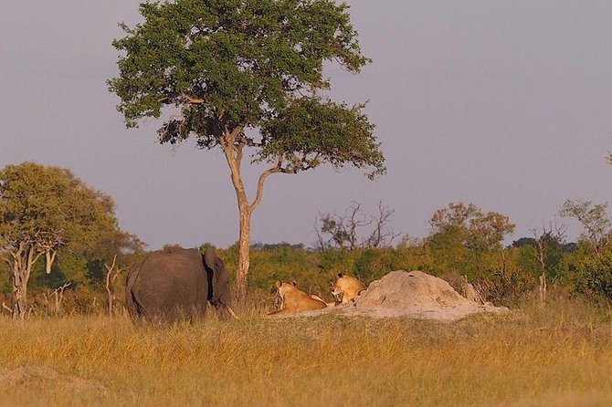 Game Drives - The guide can make or break the outing