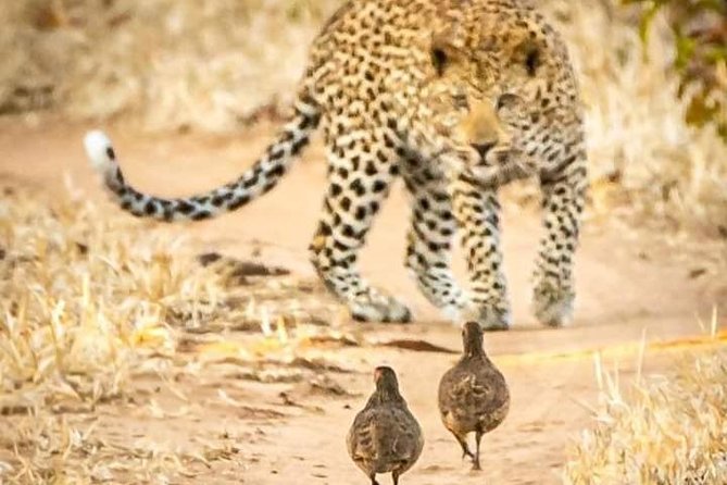 Game Drives - What is included and what is not