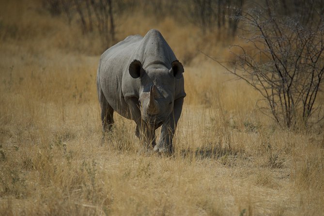 Game Drives - Morning or afternoon: choose for comfort