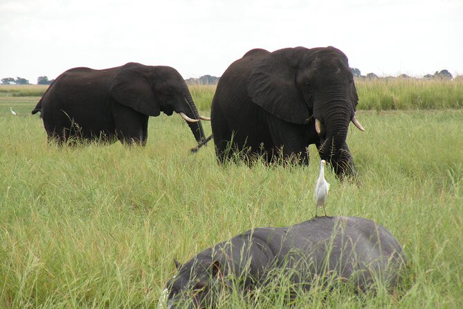 Game Drives in the Zambezi National Park - A nearby safari option from Victoria Falls