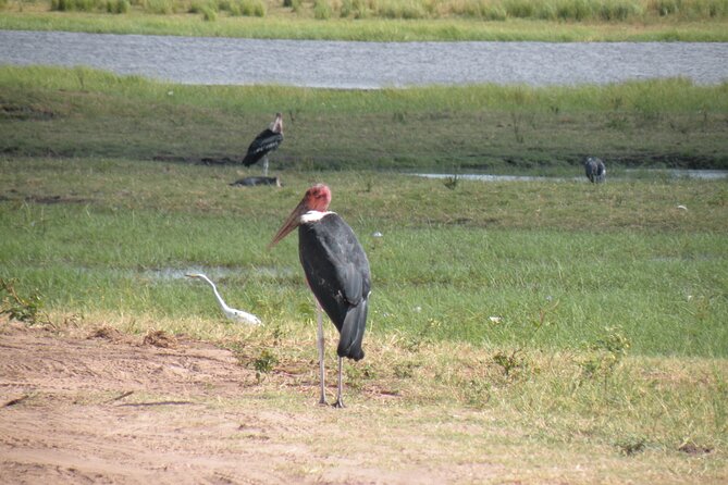Game Drives in the Zambezi National Park - Rough roads are part of the bargain