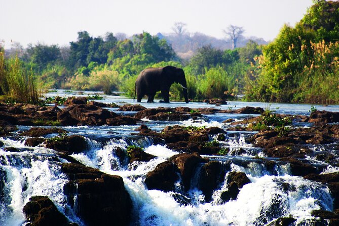 Guided Tour of the Falls (ZIM side) Wildlife Safari, by Savannah - A bush route to Victoria Falls