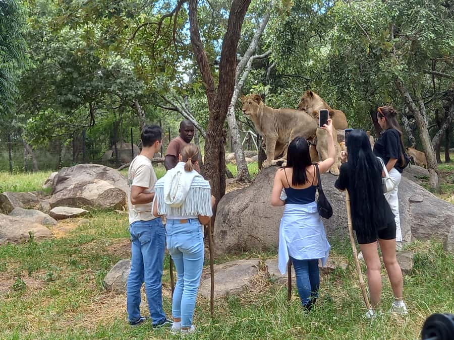 Harare: Half Day Outdoor Adventure - The change of pace at Lion Park Safari