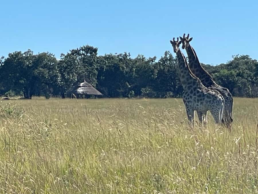 Harare: Half Day Outdoor Adventure - Why the private guide matters