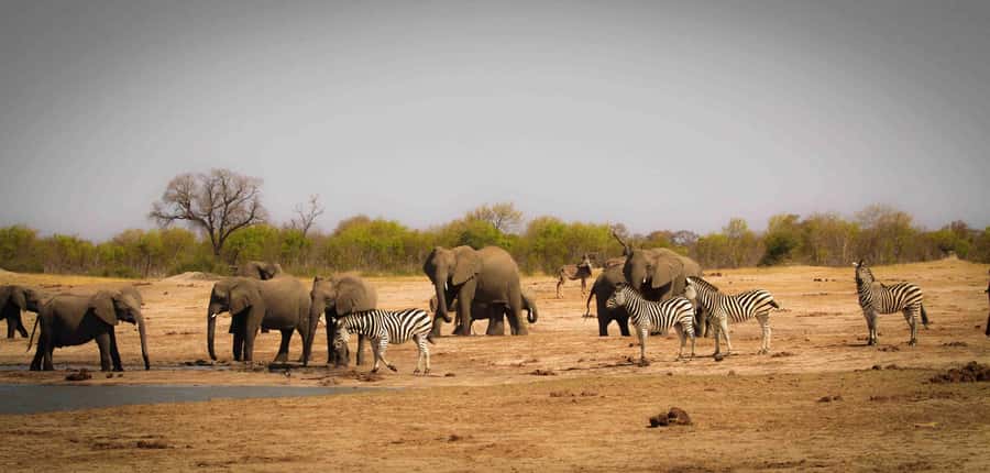 Hwange Big 5 Wildlife Safari – Day Trip from Victoria Falls - The early transfer through Matabeleland North