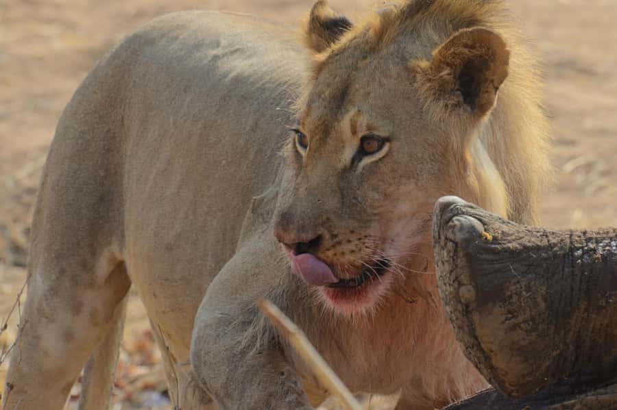 Hwange Full Day Safari from Victoria Falls - Why Hwange makes a worthwhile day trip