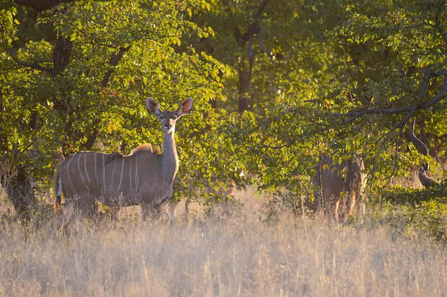 Hwange Full Day Safari from Victoria Falls - The two-hour drive through rural Matabeleland
