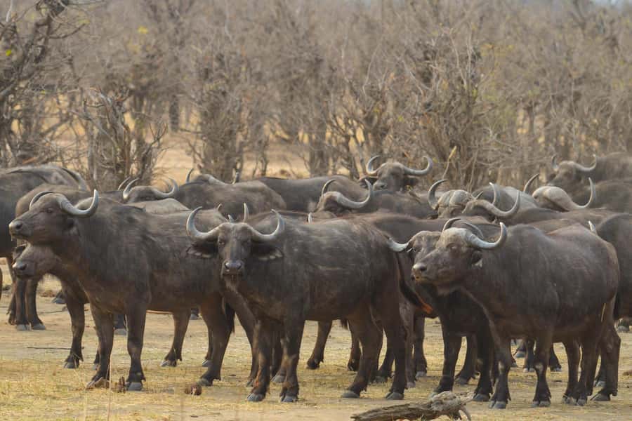 Hwange Full Day Safari from Victoria Falls - The 6:00 am departure from Victoria Falls