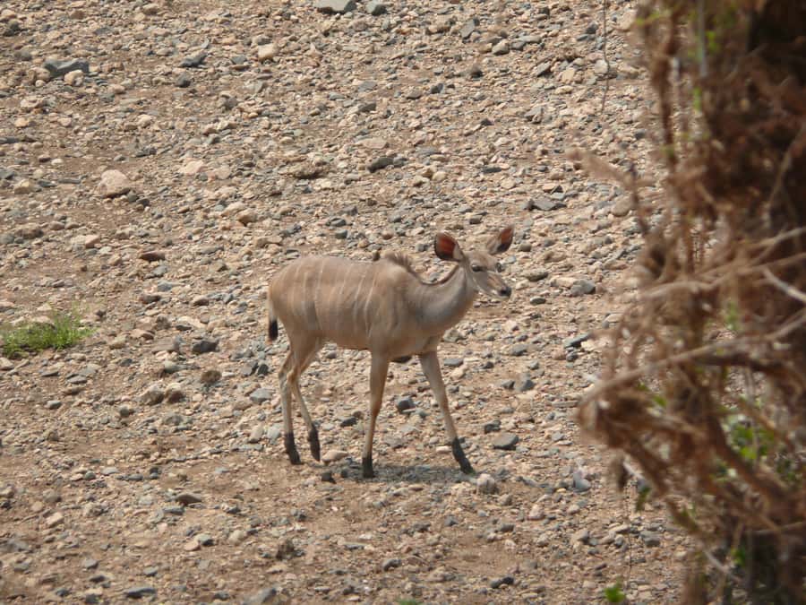 Hwange National Park Day Trip from Victoria Falls - Why Hwange works as a day trip from Victoria Falls