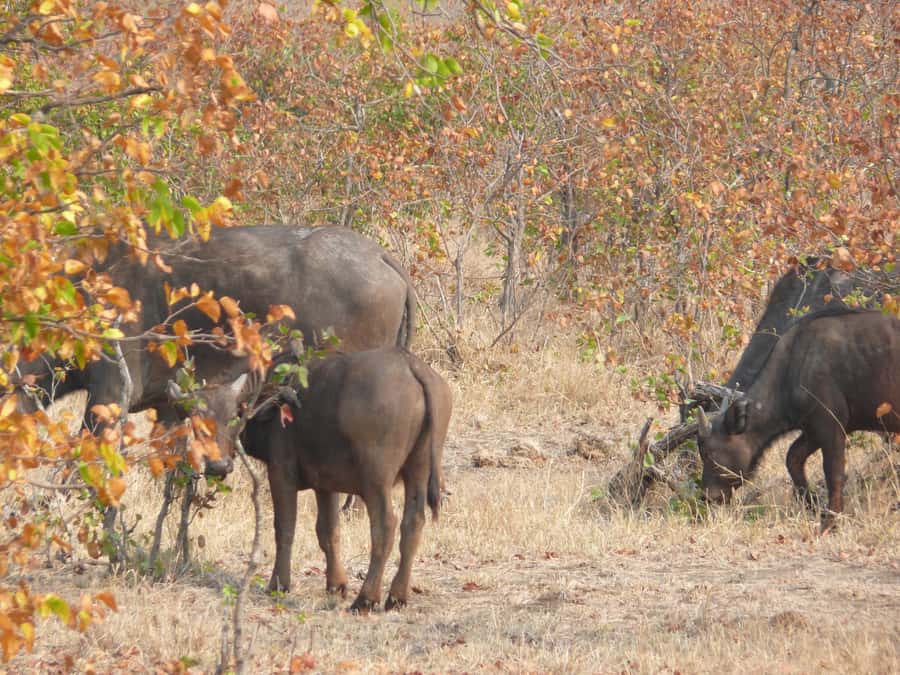Hwange National Park Day Trip from Victoria Falls - Arrival at the lodge and the first game drive
