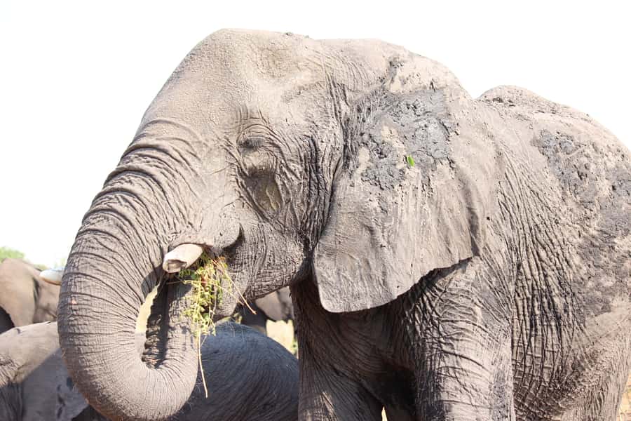 Hwange National Park Day Trip from Victoria Falls - Water holes are the focus of the safari