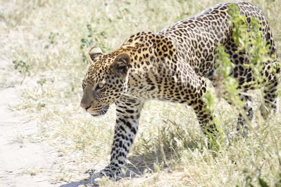 Hwange National Park Day Trip from Victoria Falls - The afternoon drive and sunset timing
