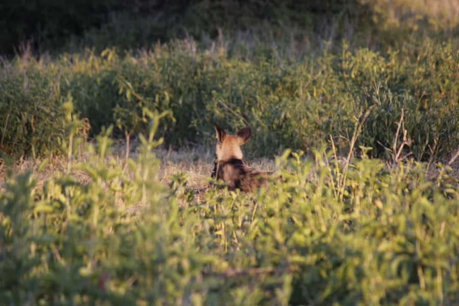Hwange National Park Day Trip from Victoria Falls - A guide-led outing in a small group
