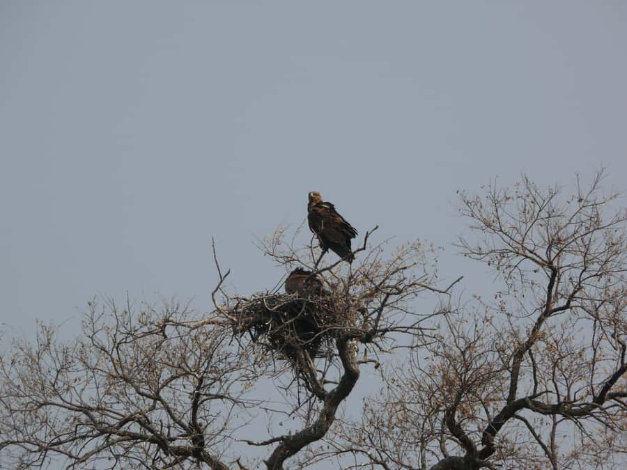 Hwange National Park Day Trip from Victoria Falls - What the $330 price includes