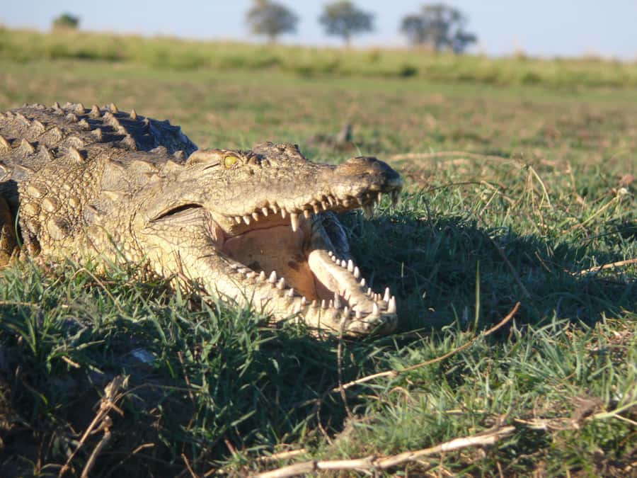 Hwange National Park Day Trip from Victoria Falls - What to pack for the eight-hour outing