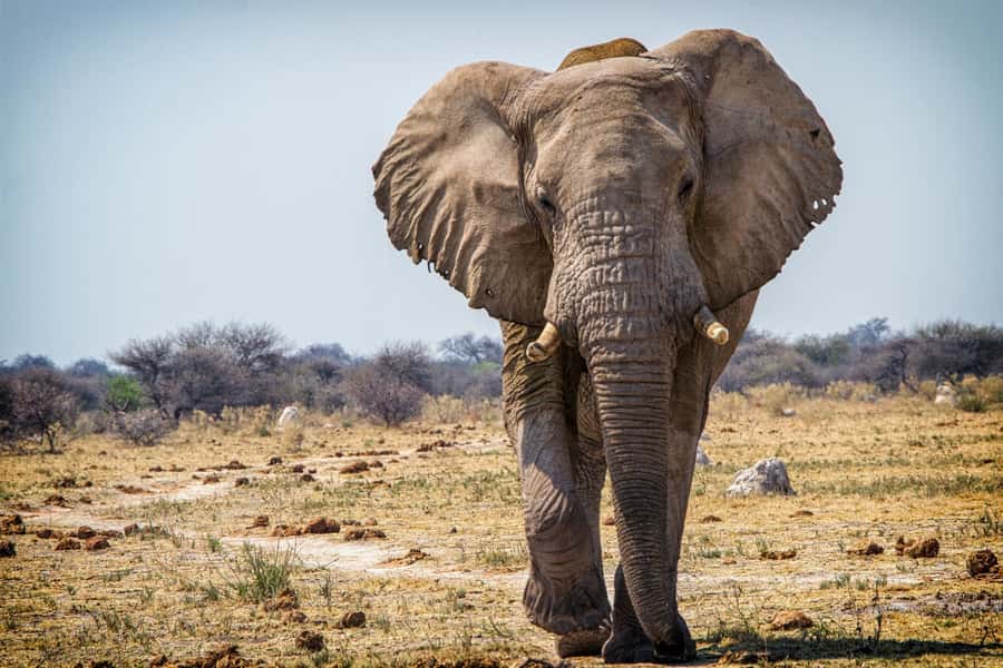 Hwange National Park Day Trip from Victoria Falls - The road from Victoria Falls to Hwange