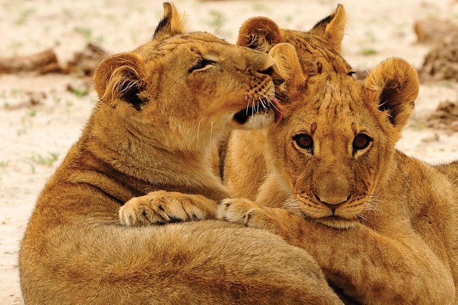 Hwange National Park Full Day Game Drive Safari - Why Hwange makes this a serious safari day