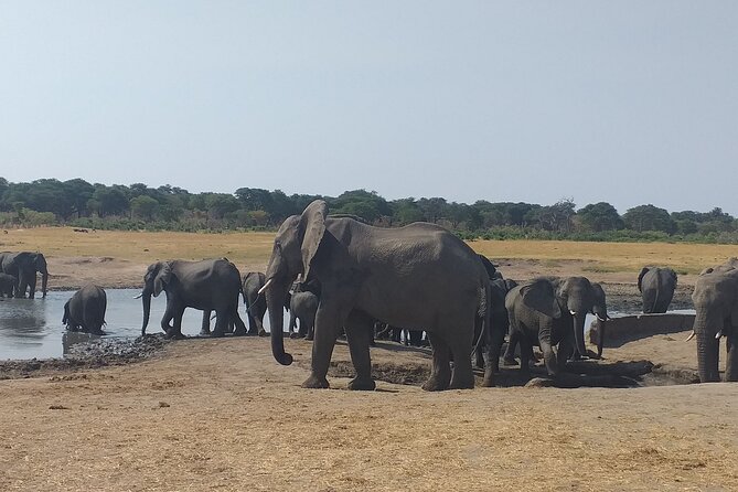 Hwange National Park Full Day Trip - Three hours among Hwange’s wildlife