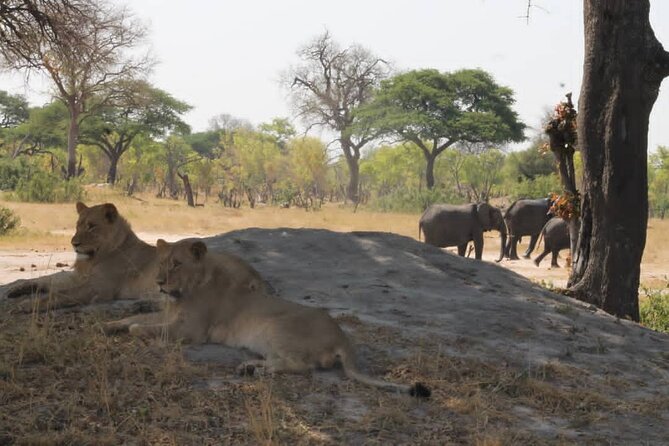 Hwange National Park Full Day Trip - What the $365 price really covers