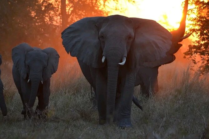Hwange National Park Full Day Trip - What to bring and what to confirm