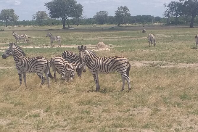 Hwange National Park Full Day Trip - Lunch from noon to 1 p.m.