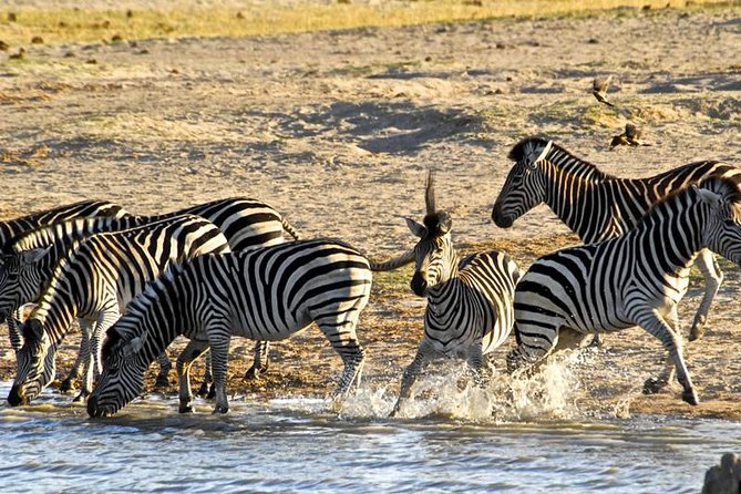 Hwange (Safari) Day Trip from Victoria Falls - The afternoon drive and the trip back