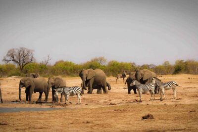Hwange (Safari) Day Trip from Victoria Falls