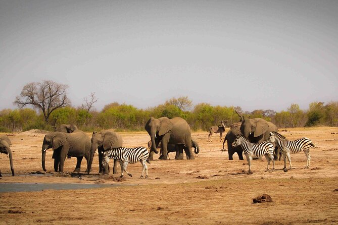 Hwange (Safari) Day Trip from Victoria Falls - The guide can shape the whole day