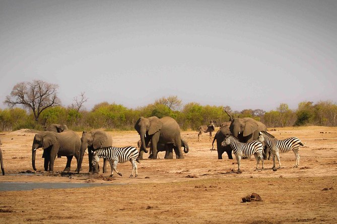 Hwange (Safari) Day Trip from Victoria Falls - The 6:00 am departure from Victoria Falls