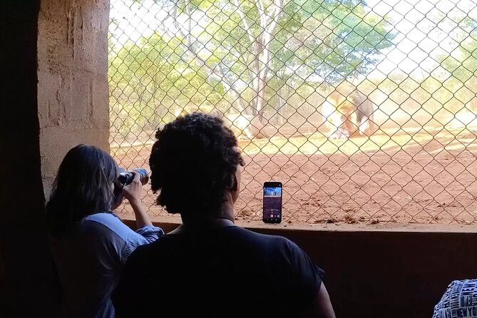 Lion & Wildlife Sanctuary Excursion Victoria Falls - The lion feeding is the main event