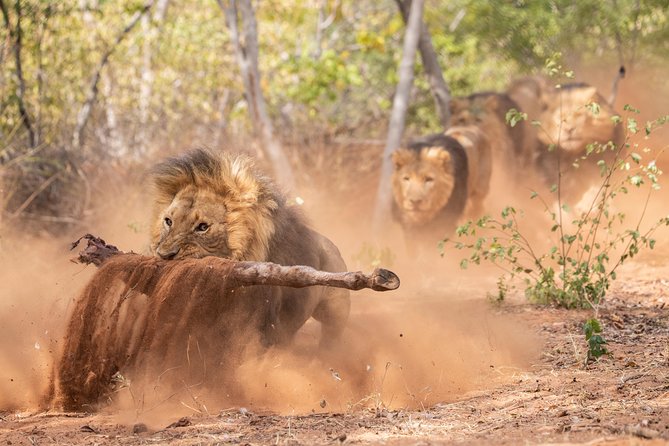 Lion & Wildlife Sanctuary Excursion Victoria Falls - What the three-hour schedule feels like